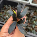A small dark green bucephalandra metallic blue orchid plant with glossy leaves and a bright green shoot emerging