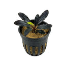 Bucephalandra metallic blue aquatic plant with glossy dark leaves and a single green leaf in a black plastic basket