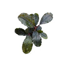 A dark green Bucephalandra Midnight Blue aquatic plant with glossy broad leaves and subtle reddish stems