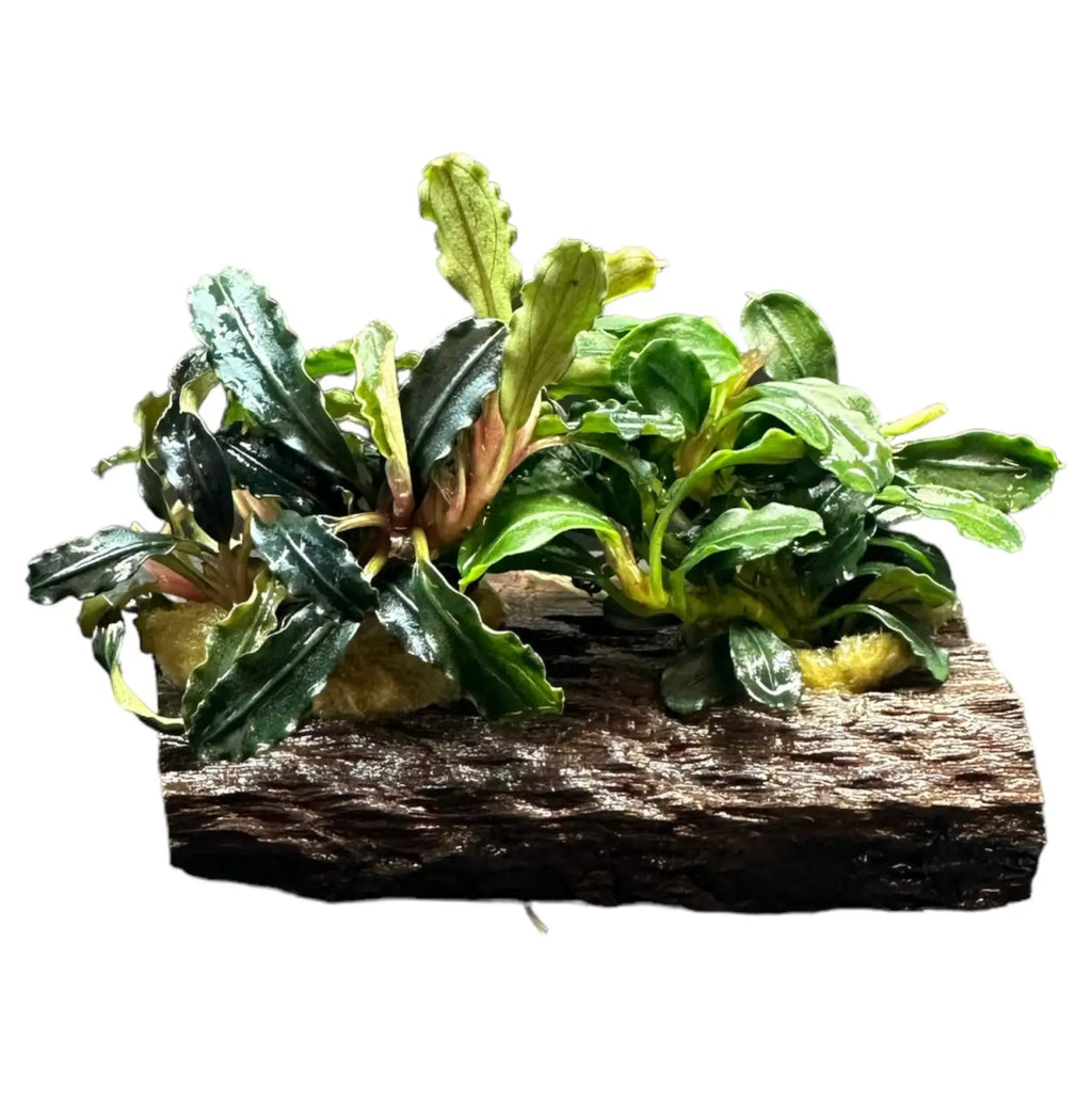 Bucephalandra Mix Mounted on Natural Driftwood | Aquatic Motiv Bucephalandra Mix Mounted on Natural Driftwood | Aquatic Motiv
