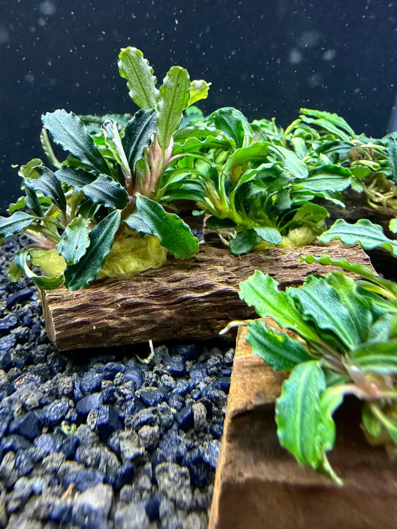 水草 Bucephalandra Bucephalandra Mix Mounted on Natural Driftwood | Aquatic Motiv