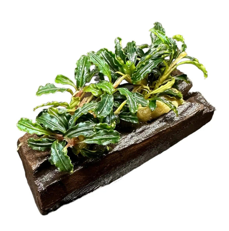 Bucephalandra Mix Mounted on Natural Driftwood | Aquatic Motiv
