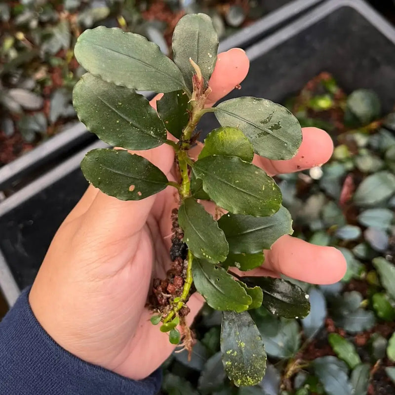 ブセファランドラsp.ムーンライト　moonlight Bucephalandra Moonlight - AquaticMotiv