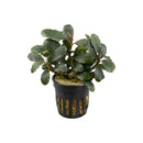 A Bucephalandra Moonlight aquatic plant with dark green wavy leaves and reddish stems in a black plastic basket
