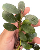 A hand holds a small bucephalandra moonlight aquatic plant with broad dark green leaves and a segmented stem