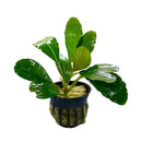 Bucephalandra Mukok green aquatic plant in black woven pot