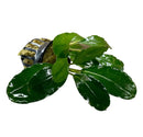 Bucephalandra Mukok green leafy plant in silver pot with soil
