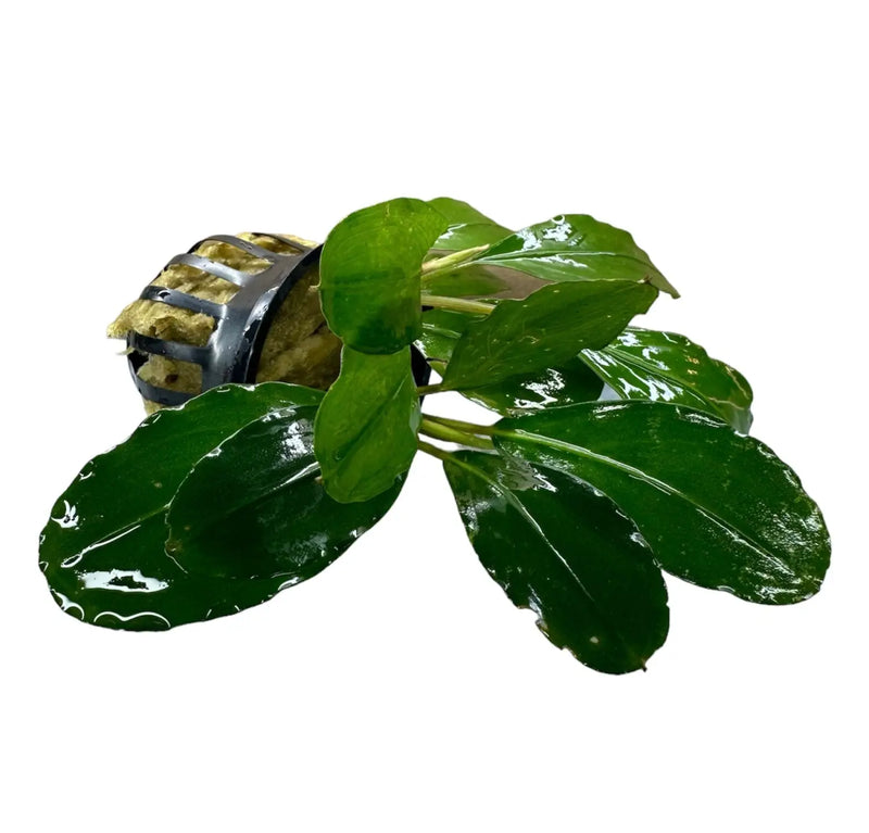 水草 Bucephalandra sp.Mukok Green Bucephalandra Mukok Dark Leaves and Compact Growth | Aquatic Motiv