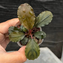 A small potted bucephalandra mukok plant with broad waxy green and brown variegated leaves held in a hand