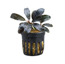 Black plastic aquarium plant holder with vertical slits containing dark green bucephalandra nanga pinoh aquatic plant