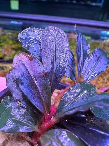Bucephalandra Narcius Blue: deep purple leafy plant with red stems
