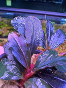 Bucephalandra Narcius Blue: deep purple leafy plant with red stems