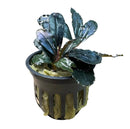 Bucephalandra Narcius Blue black and green aquatic plant in mesh pot