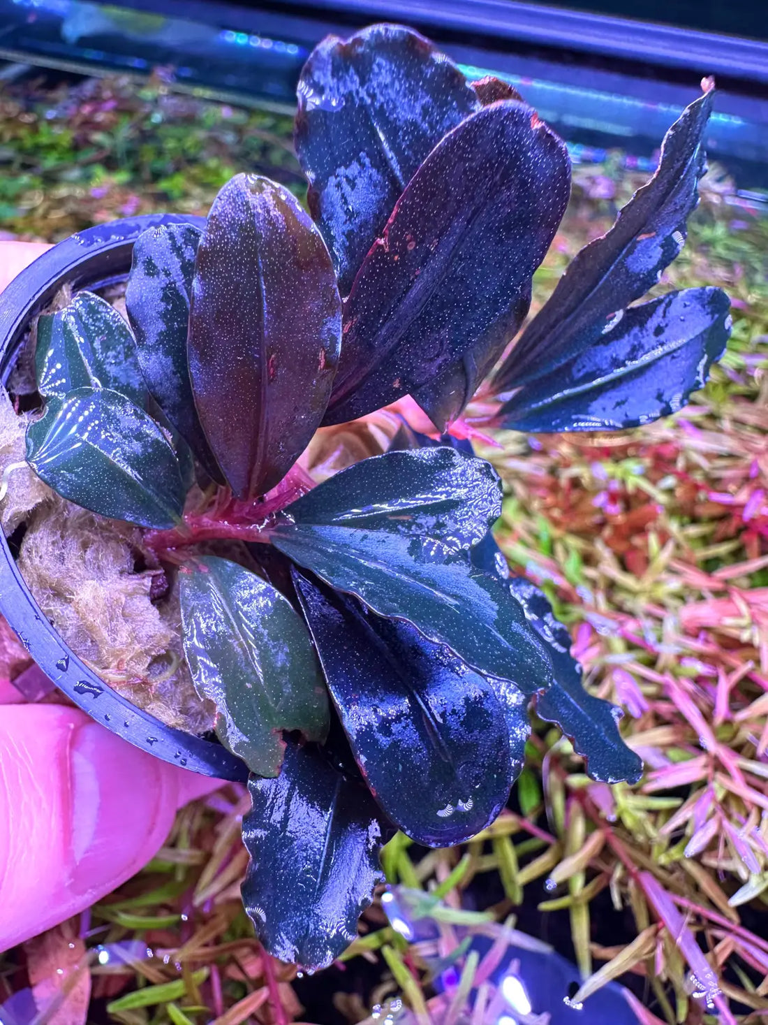 Bucephalandra Narcius Blue Subtle Sheen for Low Light | Aquatic Motiv Bucephalandra Narcius Blue Subtle Sheen for Low Light | Aquatic Motiv