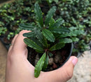 Bucephalandra Narcius Narrow small potted plant with dark green serrated leaves in a black plastic pot