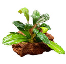 Green leafy Bucephalandra on lava rock