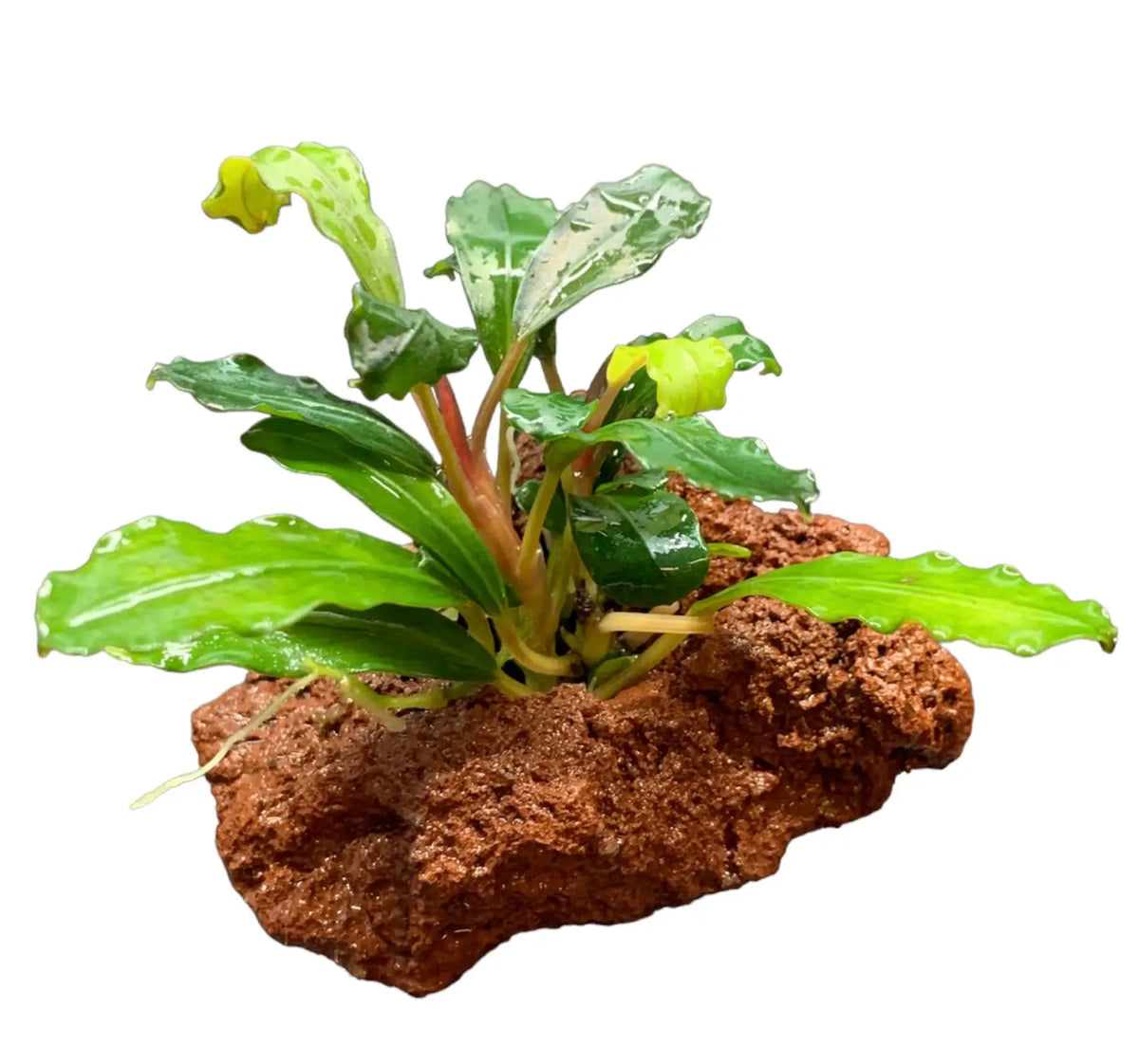 Bucephalandra Mounted on Porous Lava Rock | Aquatic Motiv