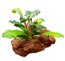Bucephalandra terrarium plant with green leaves on lava rock base