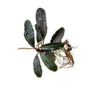 Bucephalandra palm tree with dark green waxy leaves, serrated edges, and a delicate aquatic root system