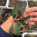 A dark green bucephalandra palm tree plant with wavy edges, slender stem, and delicate aquatic roots