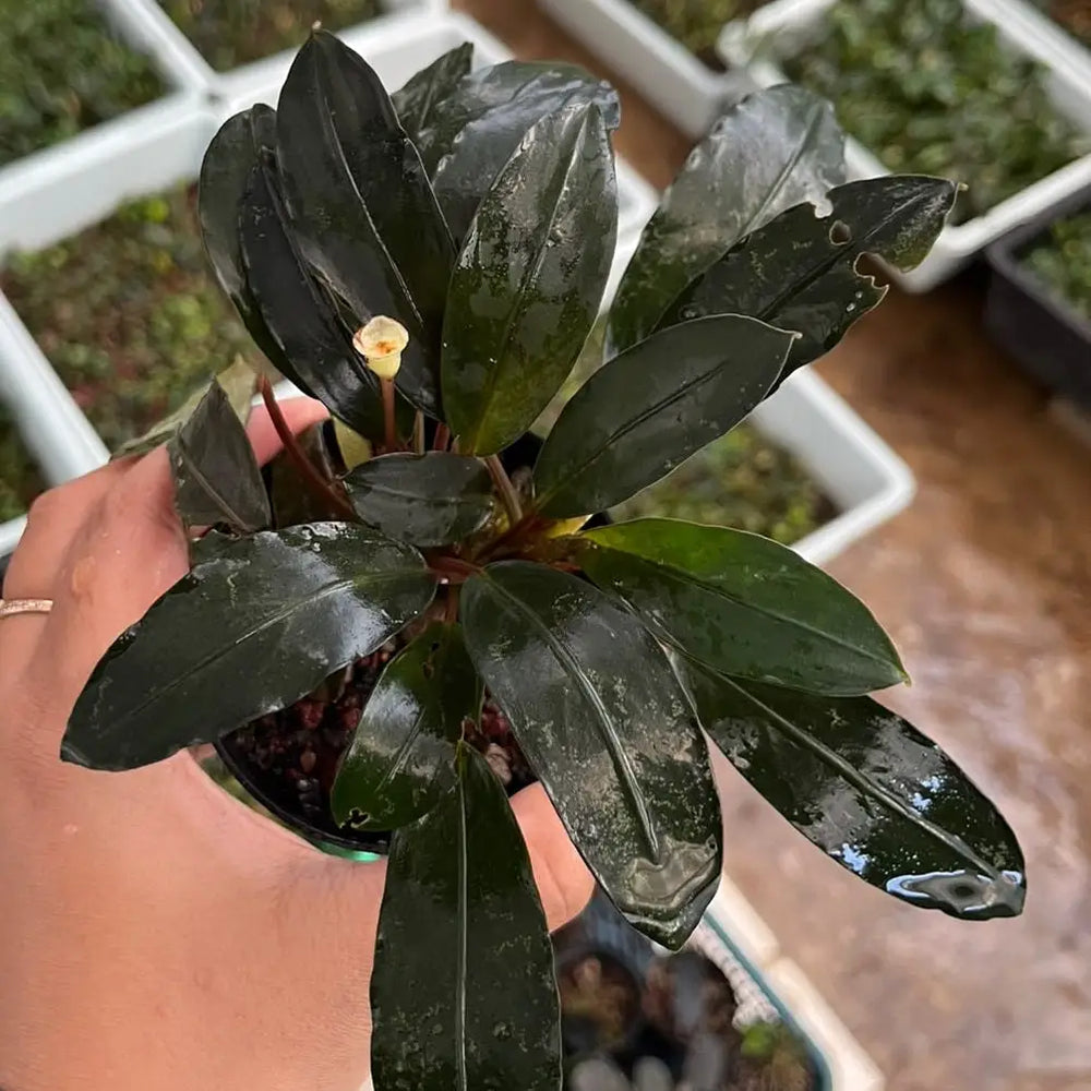 Bucephalandra Pearl Grey Silver Tones for Planted Tanks | Aquatic