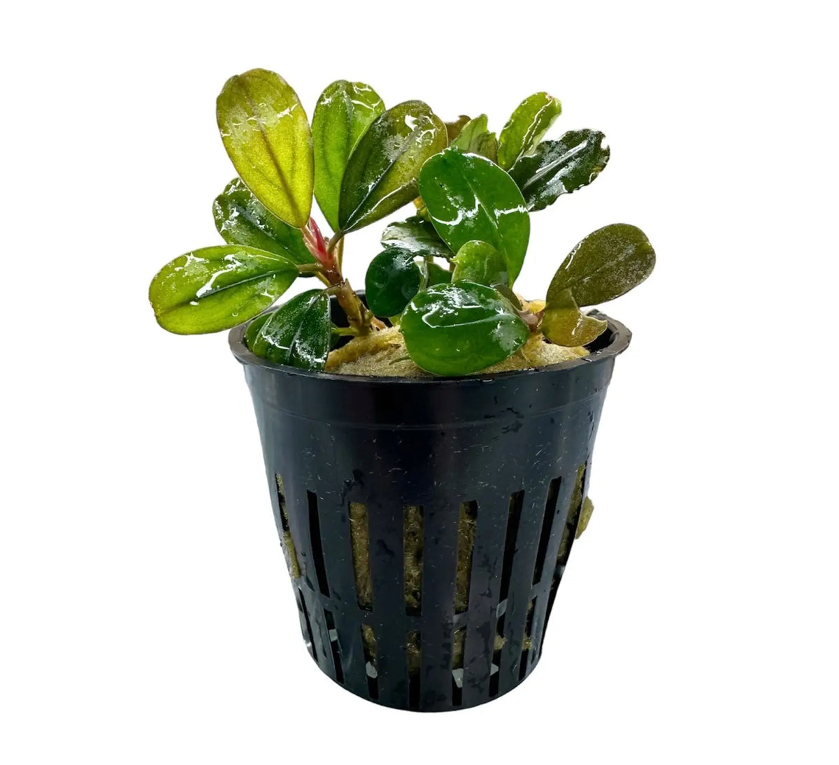 ア*カ様 Bucephalandra sp. Penelope Bucephalandra Penelope Fine Texture for Detail Scapes | Aquatic Motiv