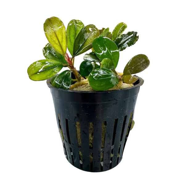 Bucephalandra Penelope Fine Texture for Detail Scapes | Aquatic Motiv