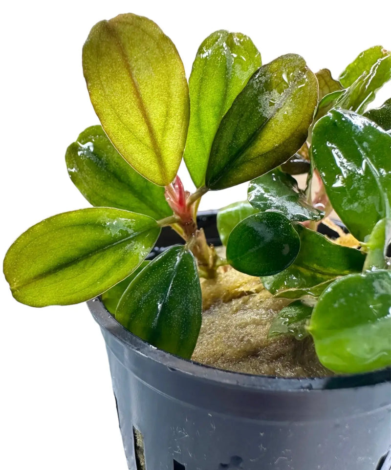 Bucephalandra Penelope Fine Texture for Detail Scapes | Aquatic Motiv