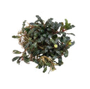 Bucephalandra phantom sp aquatic plant with dense dark green wavy leaves reddish stems and small yellow flower bud