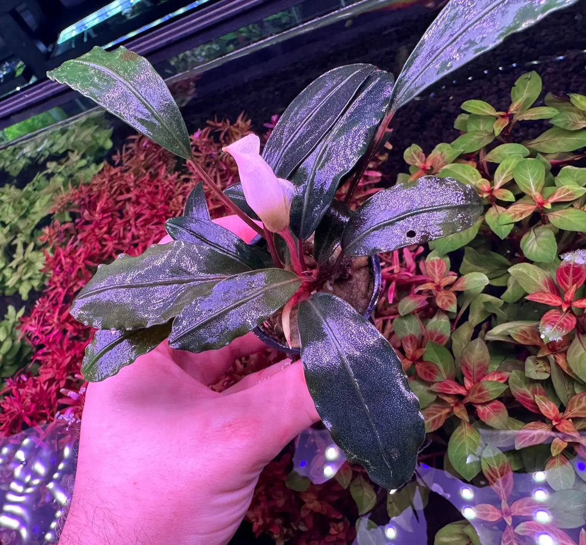 Bucephalandra Pink Lady Soft Blush Highlights | Aquatic Motiv Bucephalandra Pink Lady Soft Blush Highlights | Aquatic Motiv