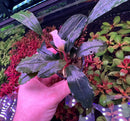 Bucephalandra Pink Lady plant with glossy purple leaves and pink flower