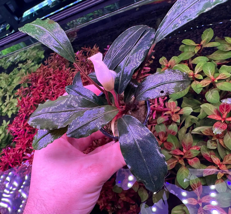 Bucephalandra Pink Lady Soft Blush Highlights | Aquatic Motiv Bucephalandra Pink Lady Soft Blush Highlights | Aquatic Motiv