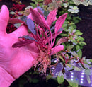 Bucephalandra Pink Lady plant with pink red leaves in hand