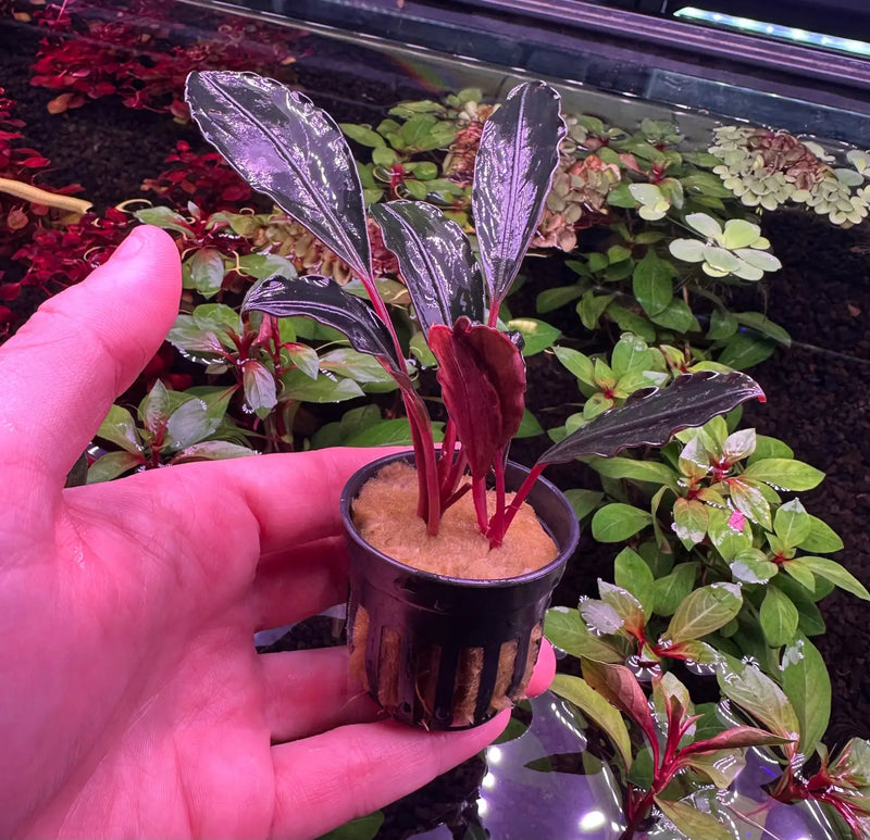 Bucephalandra Pink Lady Soft Blush Highlights | Aquatic Motiv Bucephalandra Pink Lady Soft Blush Highlights | Aquatic Motiv
