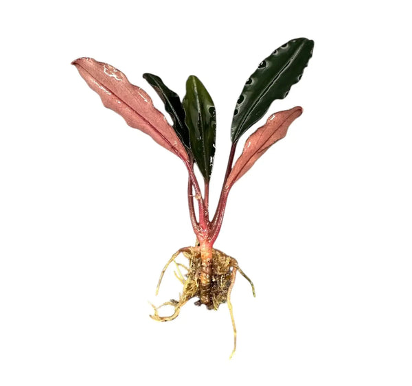 Bucephalandra Pink Lady Soft Blush Highlights | Aquatic Motiv