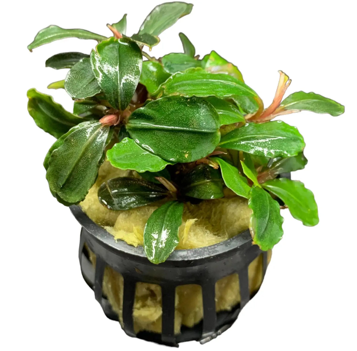【 HW便】Bucephalandraセット① Bucephalandra Assorted Potted 4 Pack Variety for Scaping | Aquatic