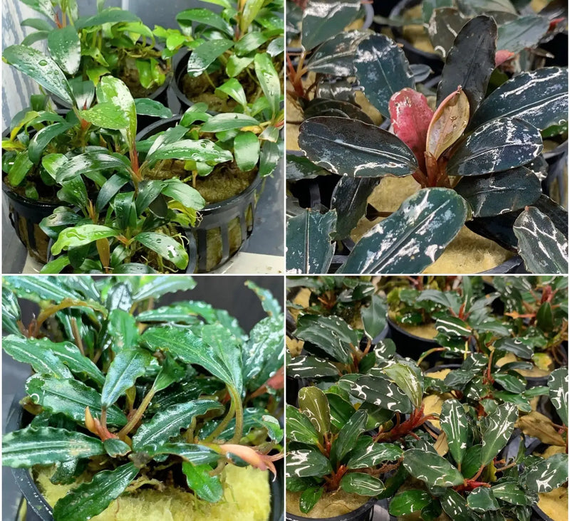 Bucephalandra Assorted Potted 4 Pack Variety for Scaping | Aquatic