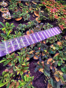 Purple LED grow light strip for Bucephalandra potted 4-pack