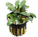 Bucephalandra potted assorted 4-pack with variegated green leaves