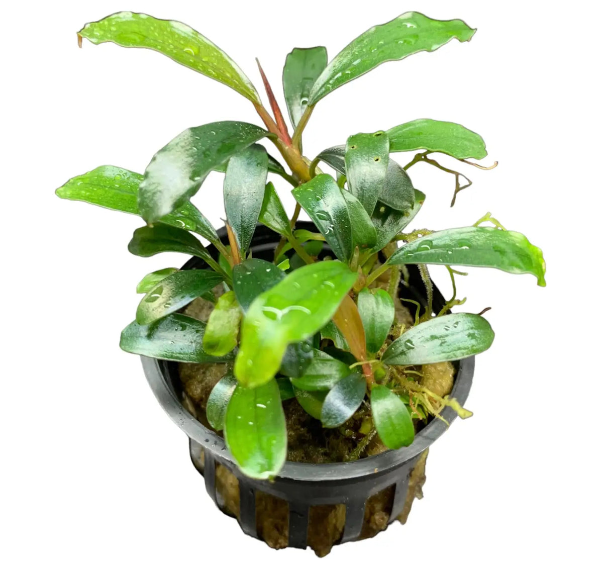 Bucephalandra Assorted Potted 4 Pack Variety for Scaping | Aquatic