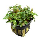 Bucephalandra potted plant with wavy green leaves in black pot