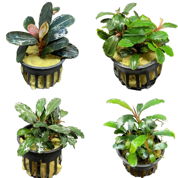bucephalandra-potted-assorted-