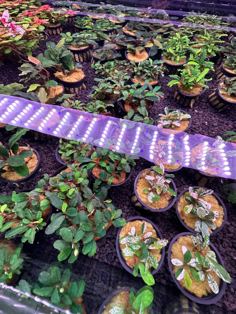 Bucephalandra Assorted Potted 4 Pack Variety for Scaping | Aquatic
