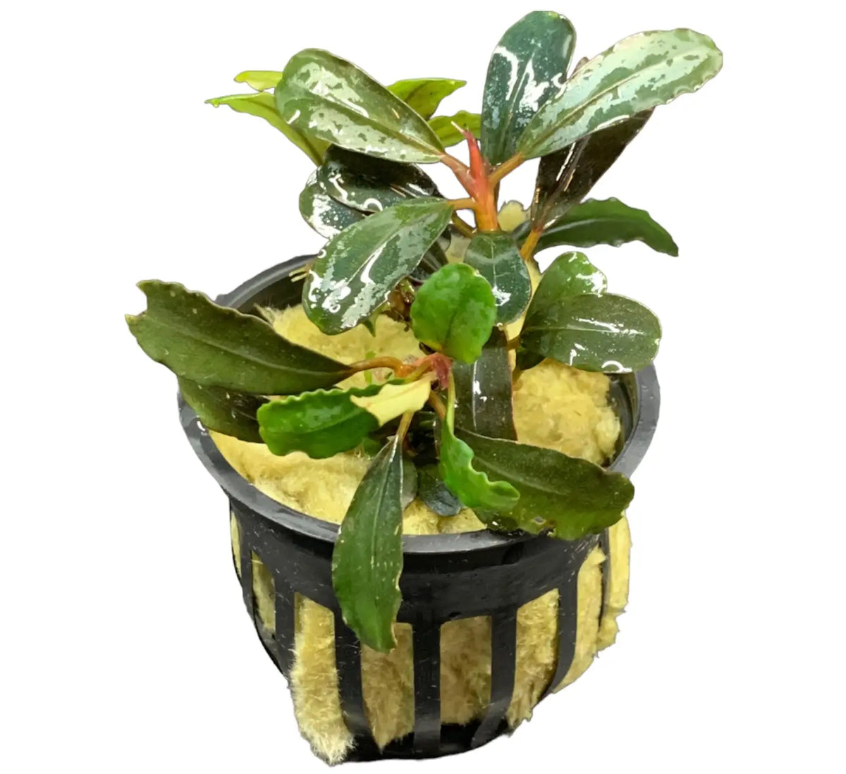 Bucephalandra Assorted Potted 4 Pack Variety for Scaping | Aquatic