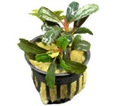Bucephalandra potted plant with green variegated leaves and red stems
