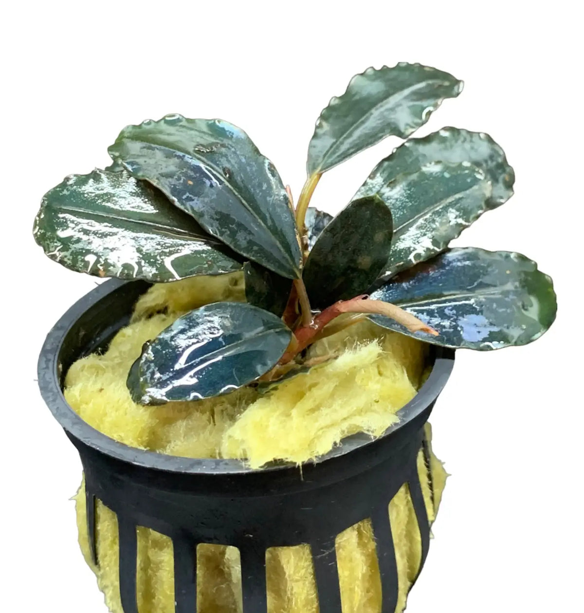 Bucephalandra Assorted Potted 4 Pack Variety for Scaping | Aquatic