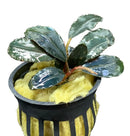 Bucephalandra potted plant with glossy green leaves in black pot