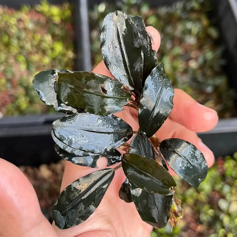bucephalandra sp. Diamond dust Bucephalandra sp.ダイヤモンドダスト