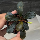 A small potted Bucephalandra Purple Rain plant with dark waxy leaves and a single green bud emerging from the center