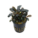 Dark green bucephalandra purple rain aquatic plant with wavy-edged leaves in a black plastic pot